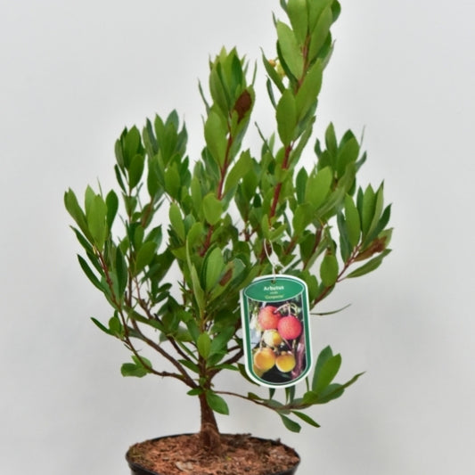 Arbutus unedo 'Compacta'