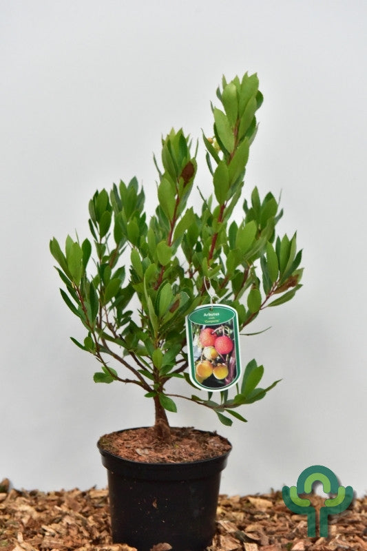 Arbutus unedo 'Compacta'