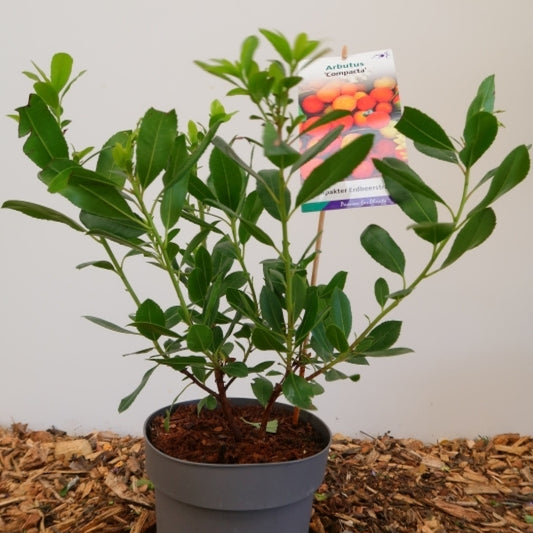 Arbutus unedo
