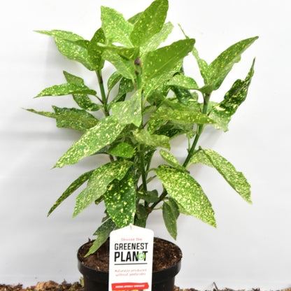 Aucuba japonica 'Variegata'