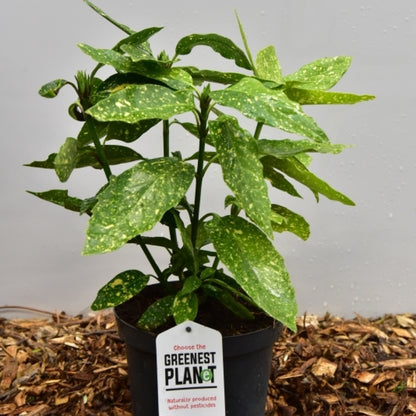 Aucuba japonica 'Variegata'