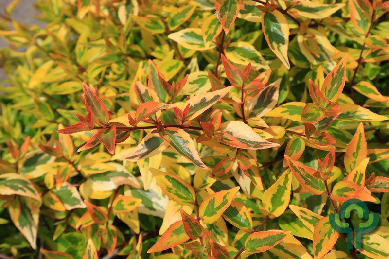 Abelia grandiflora 'Kaleidoscope' ®