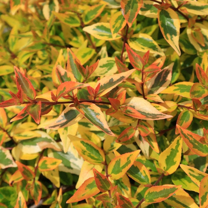 Abelia grandiflora 'Kaleidoscope' ®