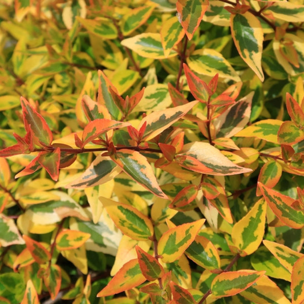 Abelia grandiflora 'Kaleidoscope' ®