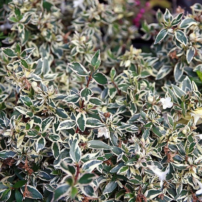 Abelia grandiflora 'Conti' (Confetti)