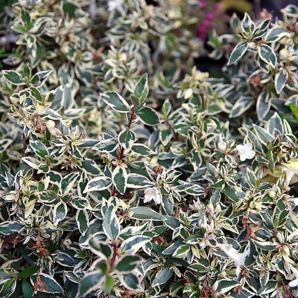 Abelia grandiflora 'Conti' (Confetti)
