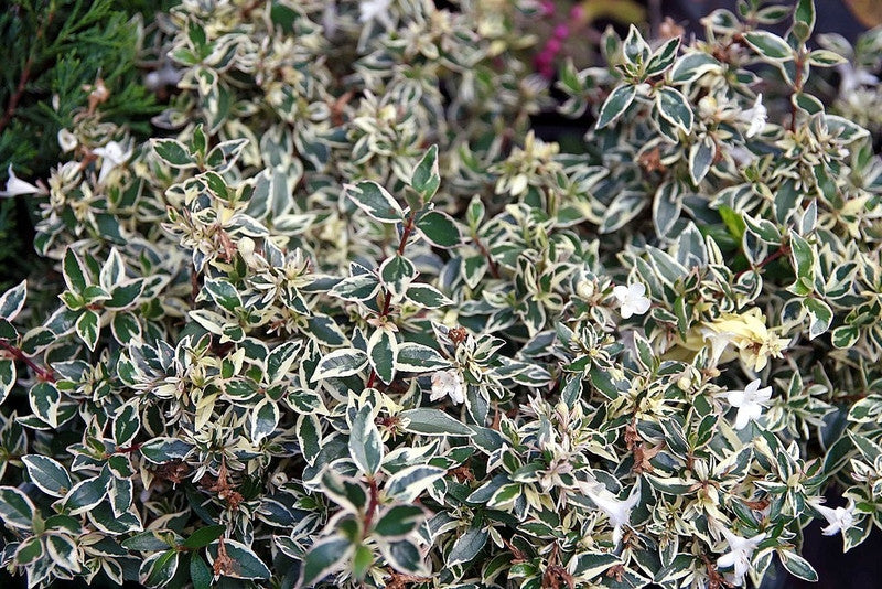 Abelia grandiflora 'Conti' (Confetti)