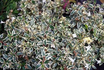 Abelia grandiflora 'Conti' (Confetti)