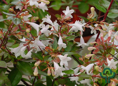 Abelia grandiflora