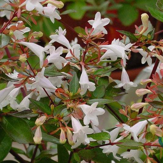 Abelia grandiflora