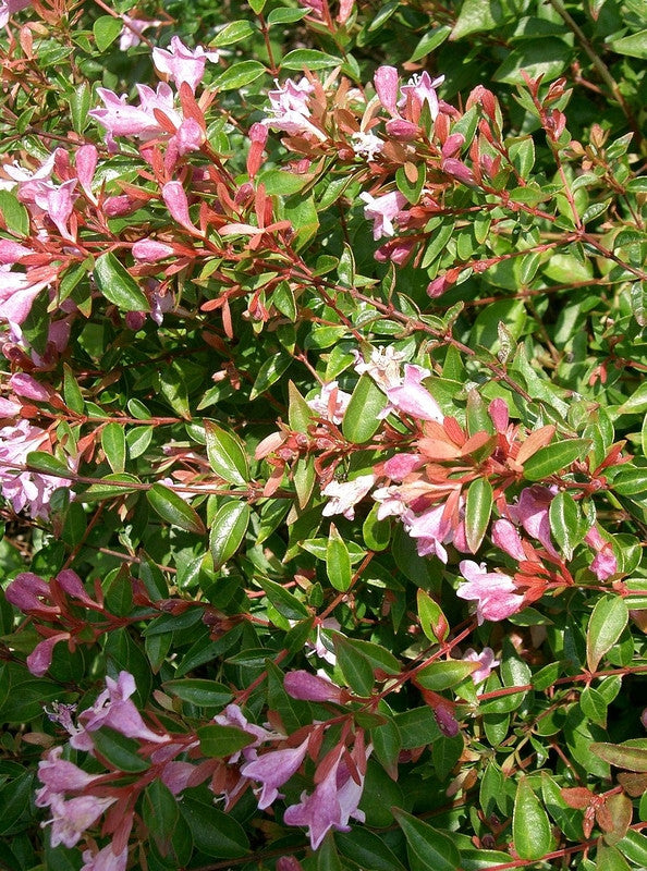Abelia grandiflora 'Edward Goucher'