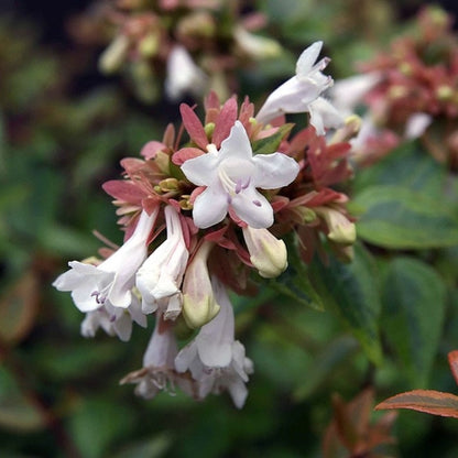 Abelia grandiflora 'Kaleidoscope' ®