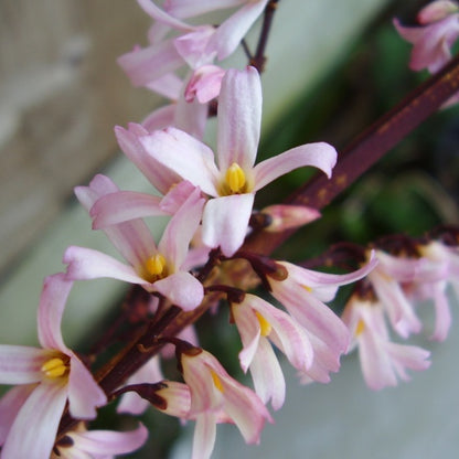 Abeliophyllum distichum 'Roseum'