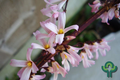 Abeliophyllum distichum 'Roseum'