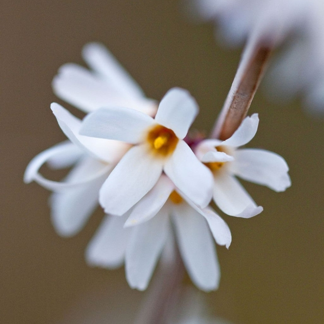 Abeliophyllum distichum
