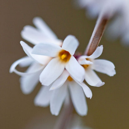 Abeliophyllum distichum