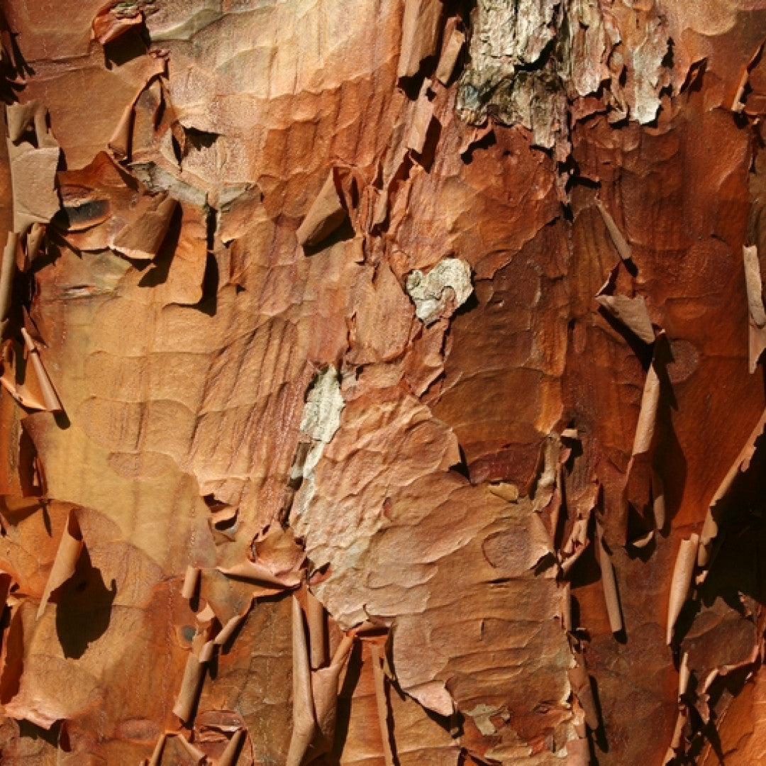 Acer griseum