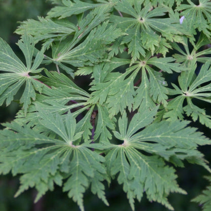 Acer japonicum 'Aconitifolium'
