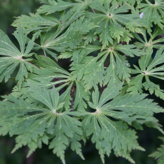Acer japonicum 'Aconitifolium'