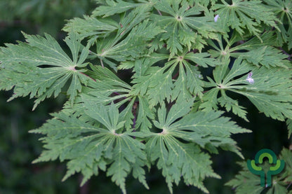 Acer japonicum 'Aconitifolium'