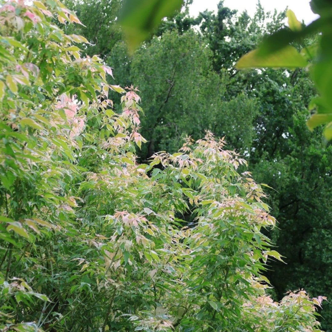 Acer negundo 'Flamingo'