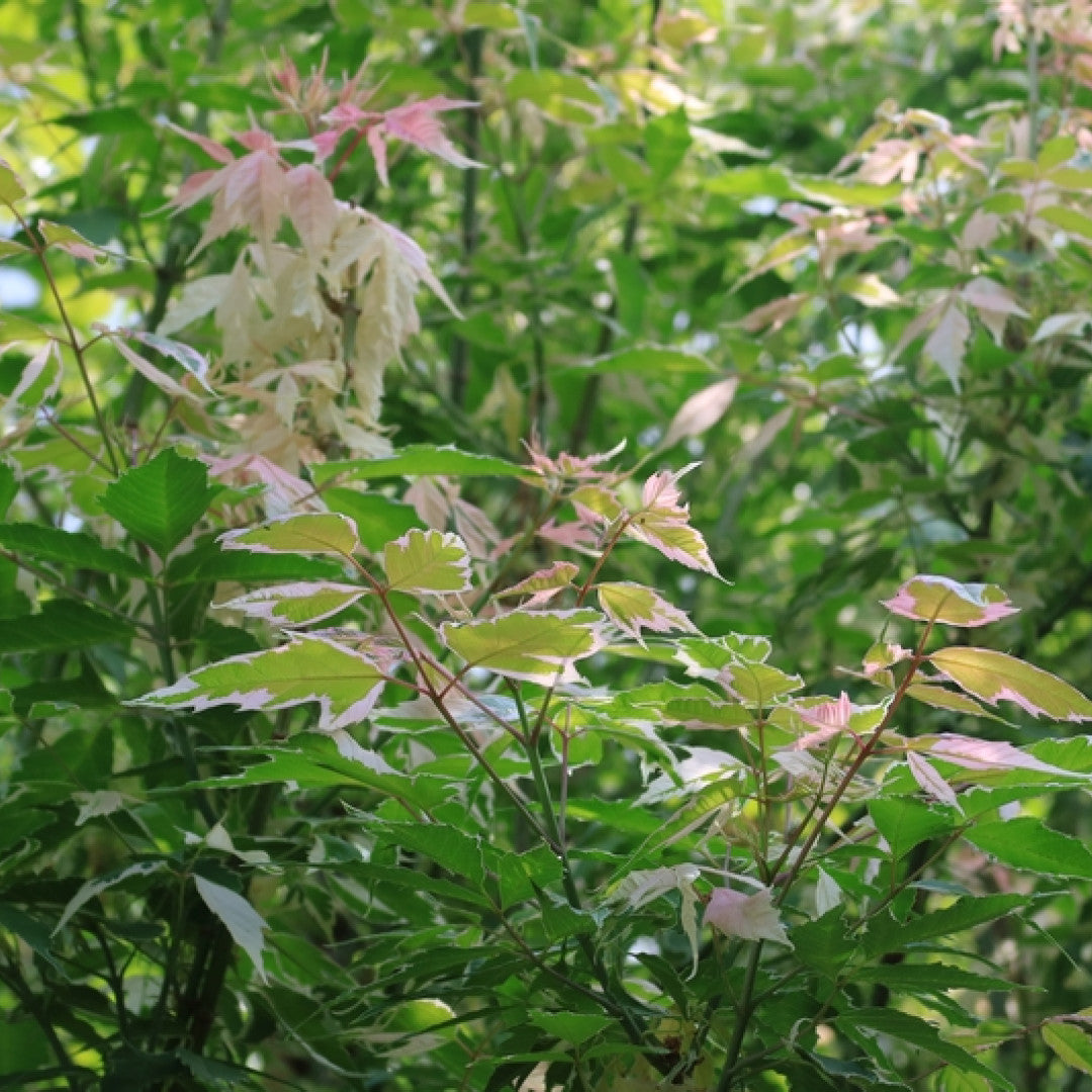 Acer negundo 'Flamingo'