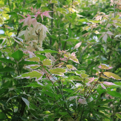 Acer negundo 'Flamingo'