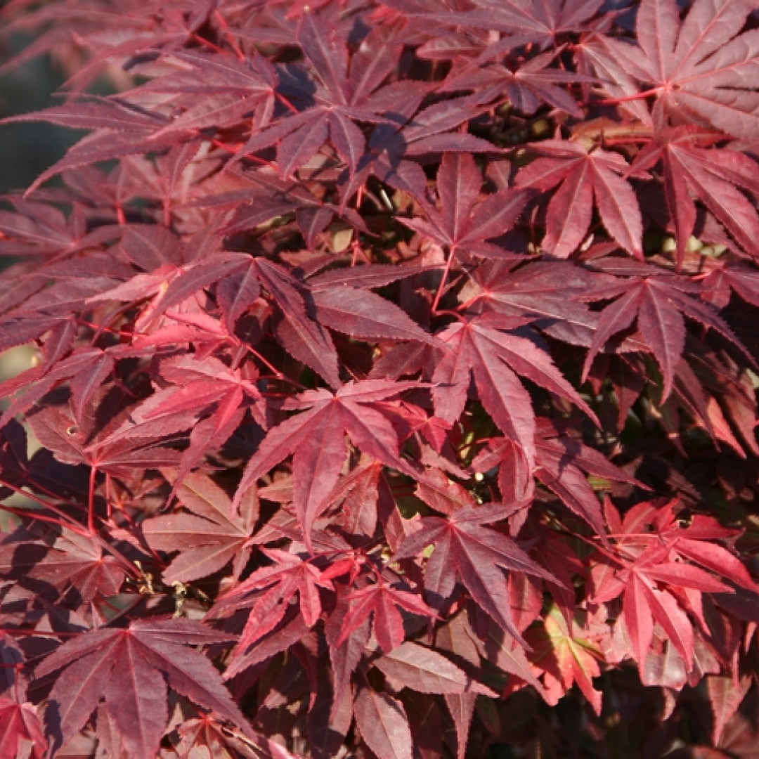 Acer palmatum 'Atropurpureum'
