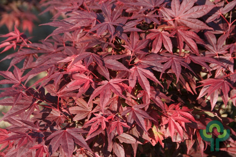 Acer palmatum 'Atropurpureum'