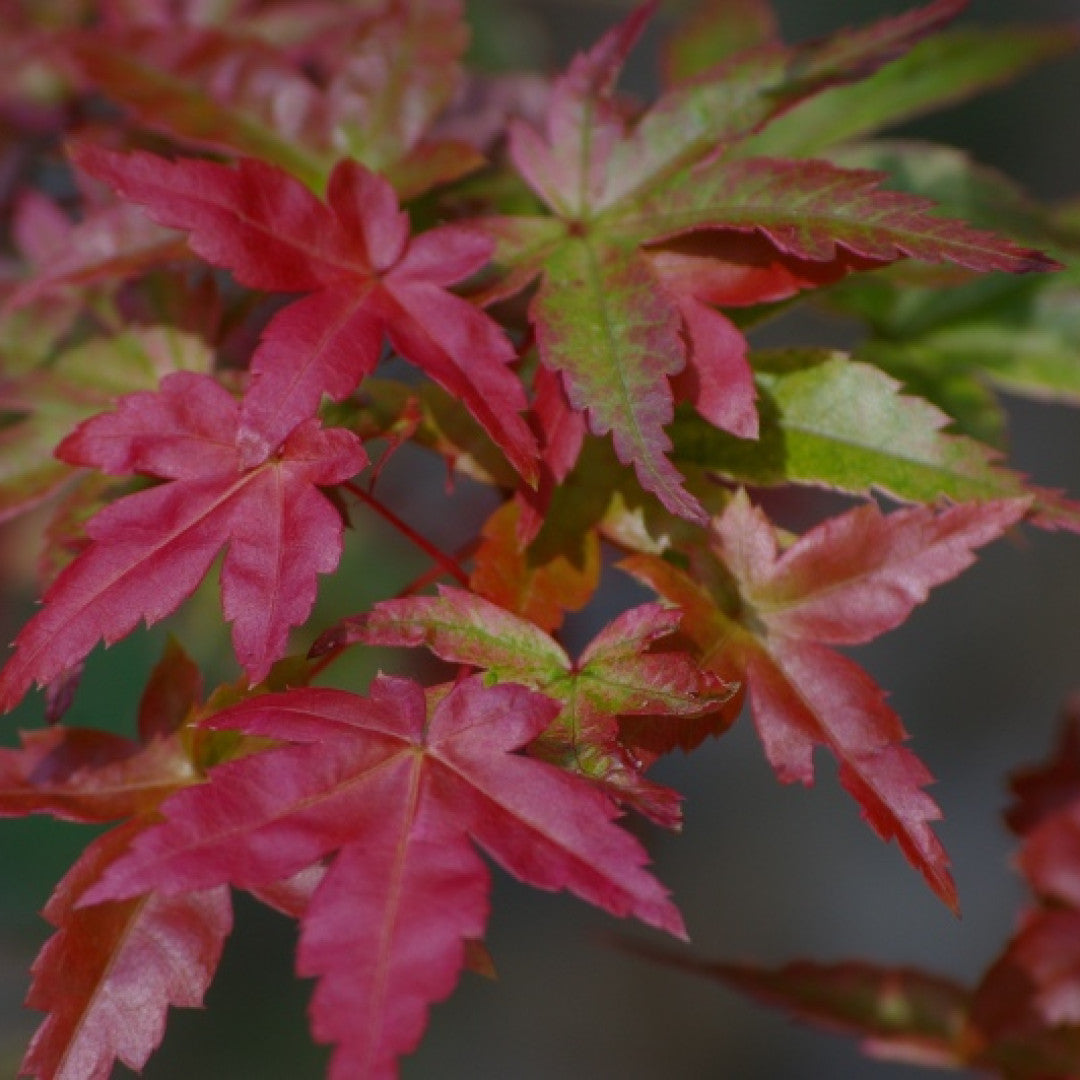 Acer palmatum 'Beni-maiko'