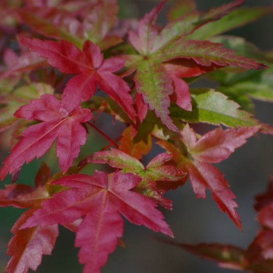 Acer palmatum 'Beni-maiko'