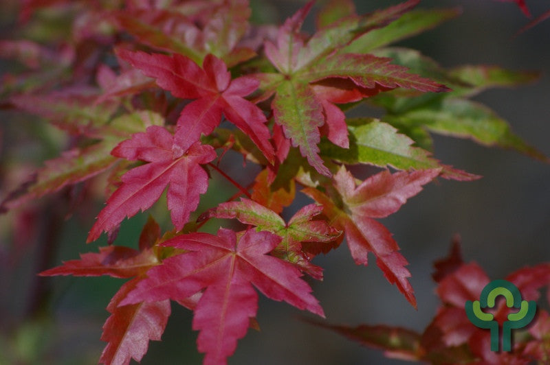 Acer palmatum 'Beni-maiko'