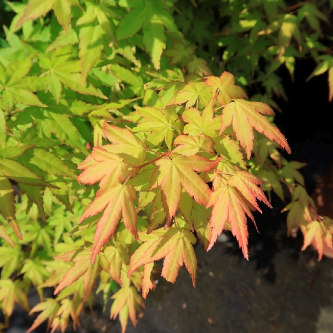 Acer palmatum 'Bi-hoo'