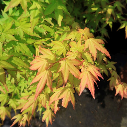 Acer palmatum 'Bi-hoo'