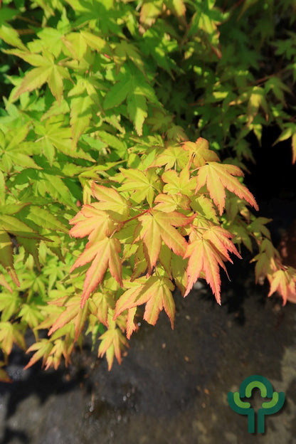 Acer palmatum 'Bi-hoo'