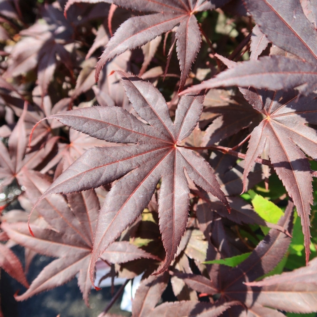 Acer palmatum 'Bloodgood'