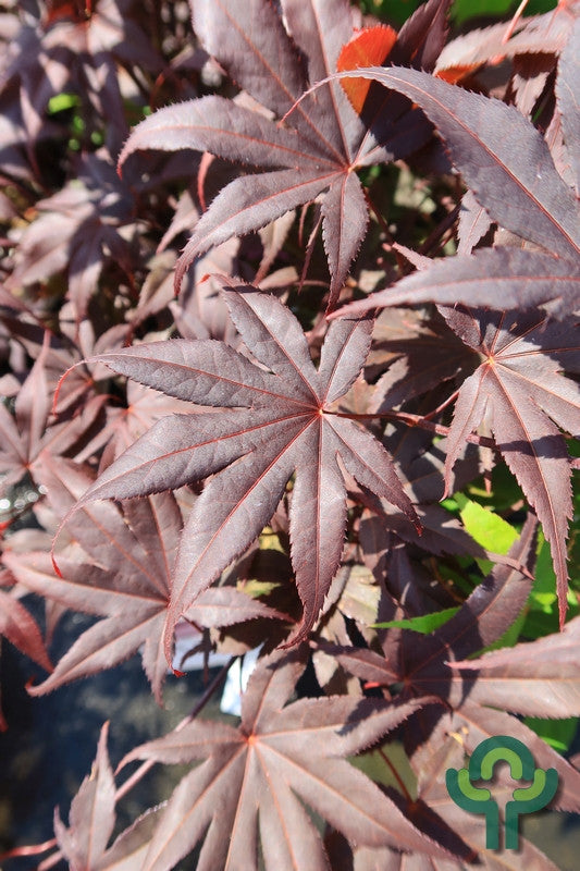 Acer palmatum 'Bloodgood'