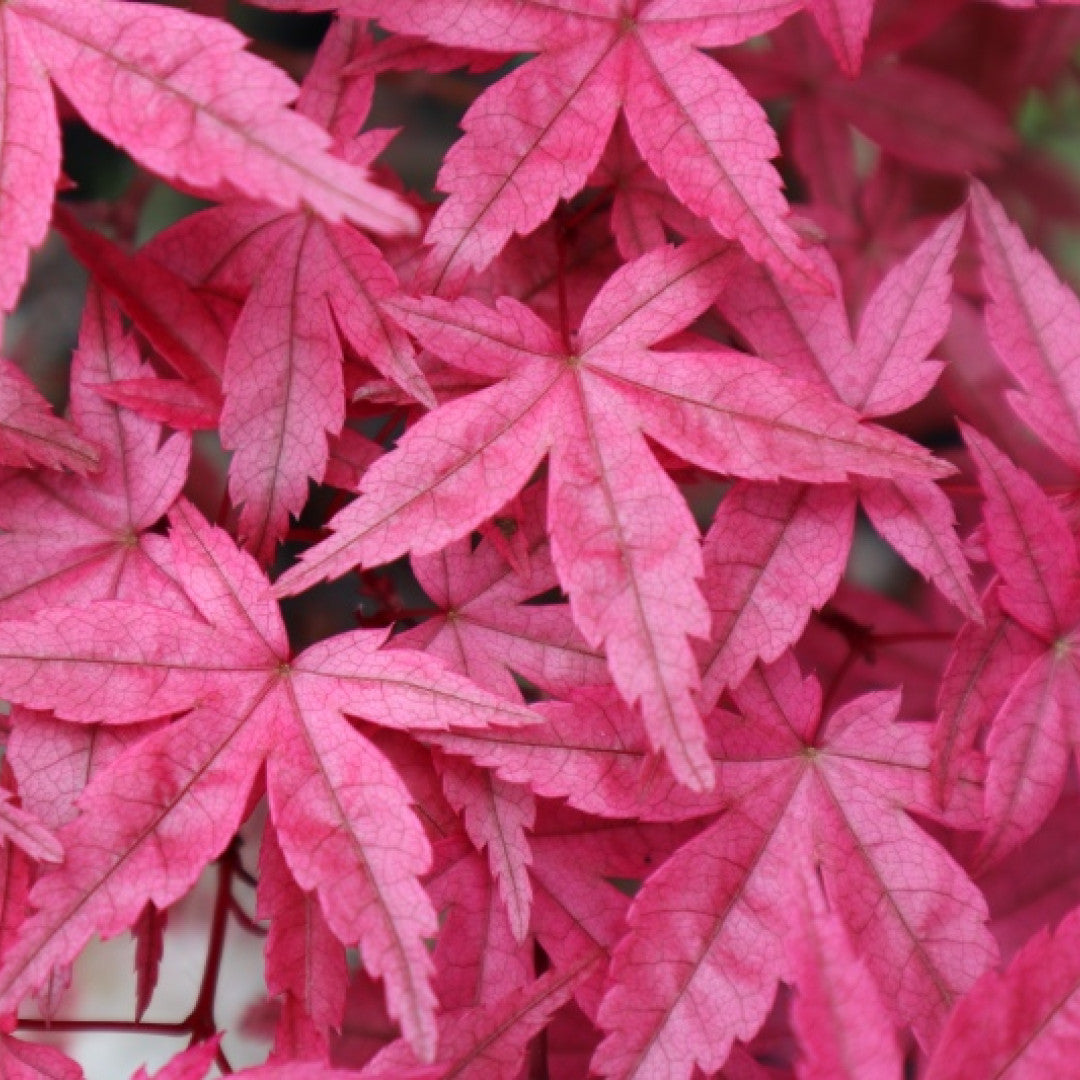 Acer palmatum 'Deshojo'
