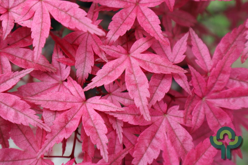 Acer palmatum 'Deshojo'