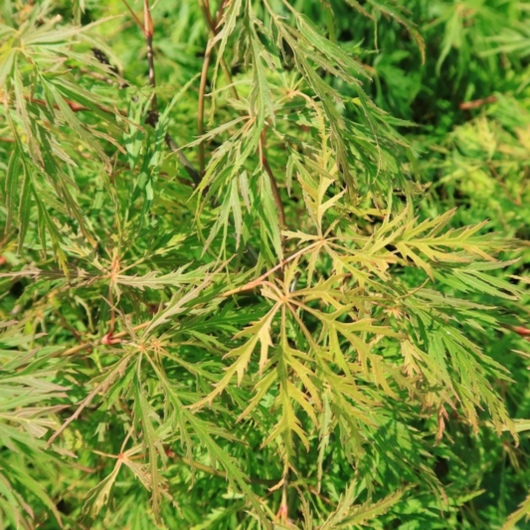 Acer palmatum 'Dissectum'