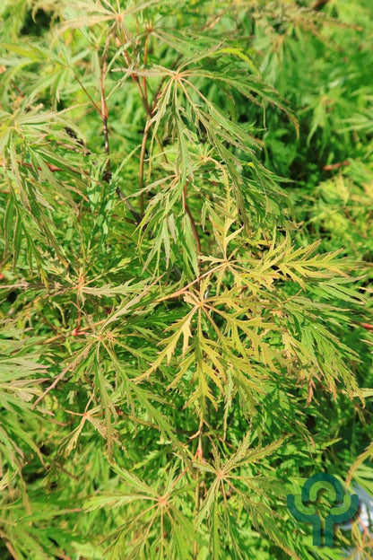 Acer palmatum 'Dissectum'