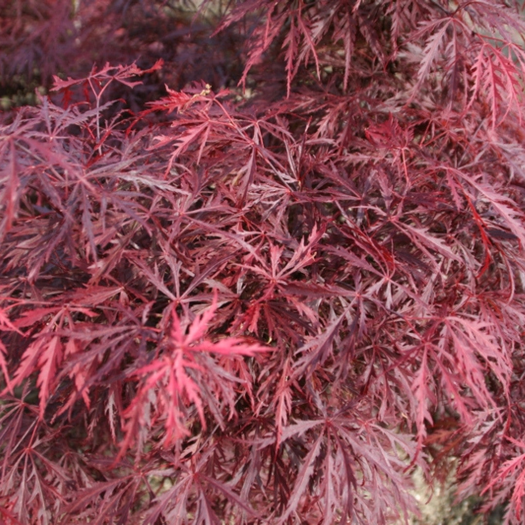 Acer palmatum 'Garnet'