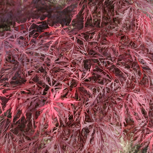 Acer palmatum 'Garnet'
