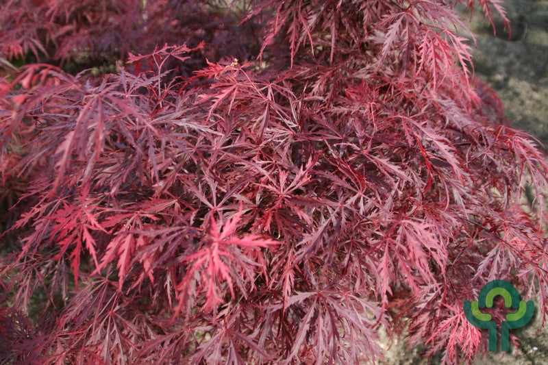 Acer palmatum 'Garnet'