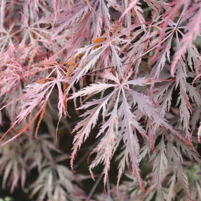 Acer palmatum 'Inaba-shidare'