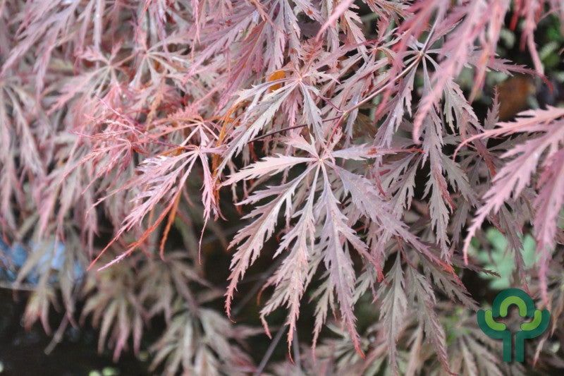 Acer palmatum 'Inaba-shidare'