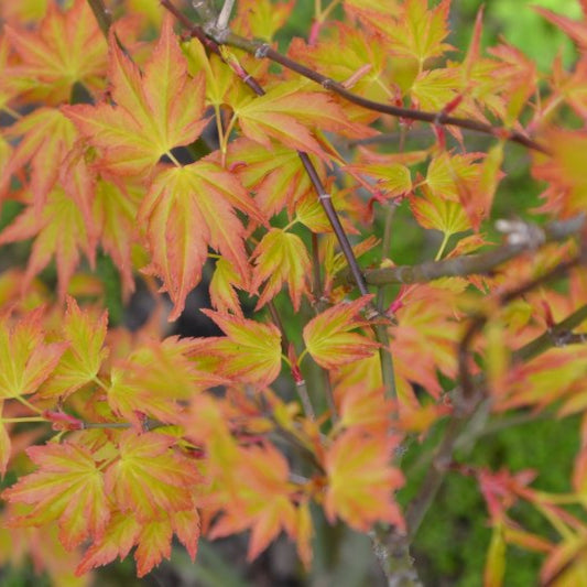 Acer palmatum 'Little Princess'