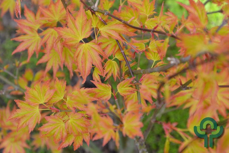 Acer palmatum 'Little Princess'