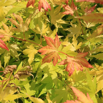 Acer palmatum 'Orange Dream'