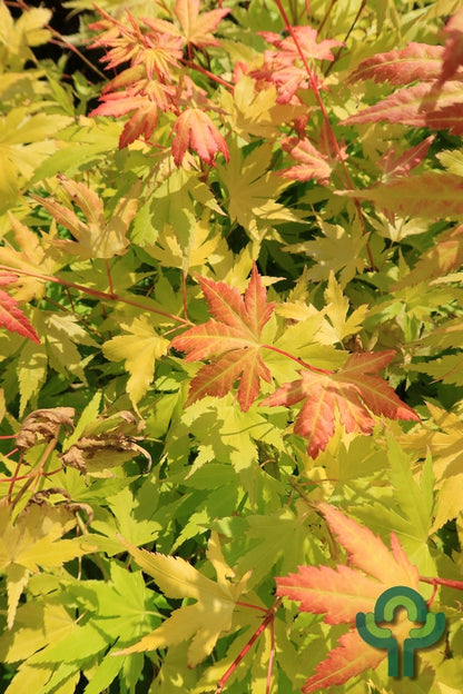 Acer palmatum 'Orange Dream'